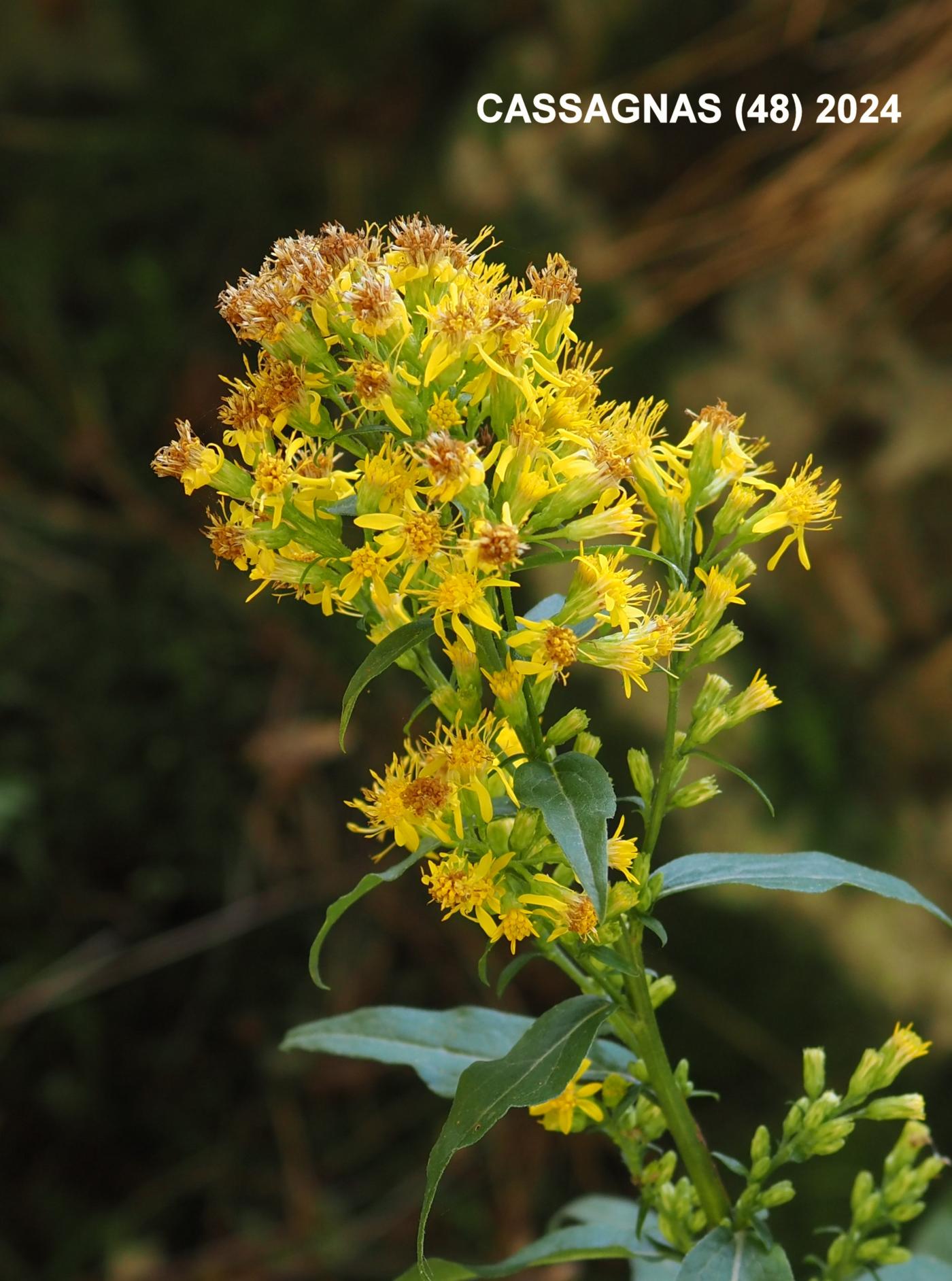 Golden-Rod flower